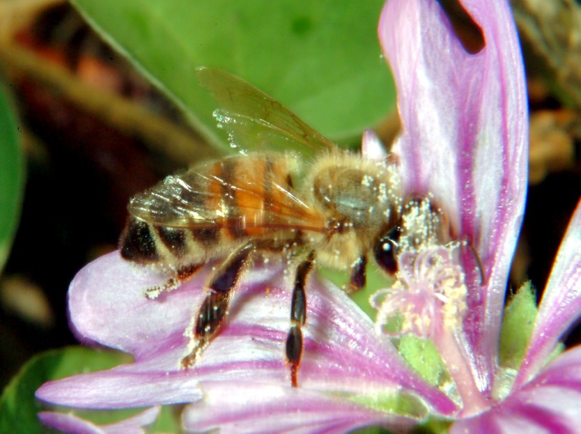 Macrofotografia (anche per micologi)